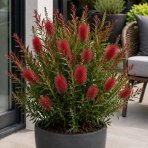 Tyčinkovec vŕbovitý (Callistemon viminalis) ´RED ROCKET´® - výška 10-20 cm, kont. C2L